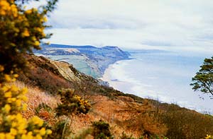 A view from Black Venn towards Stonebarrow Hill and Golden Cap