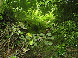 The golf course path overgrown